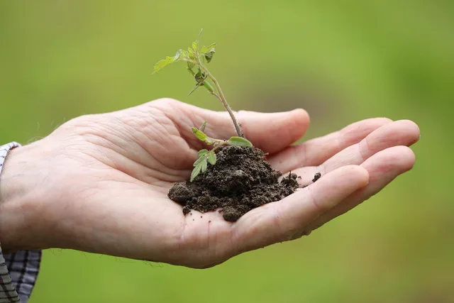 planting, transplanting, cherry tomato, spring, season, nature, plant, garden, plant, plant, plant, plant, plant. Brug af offentlig statistik i SMV'ens vækstplan