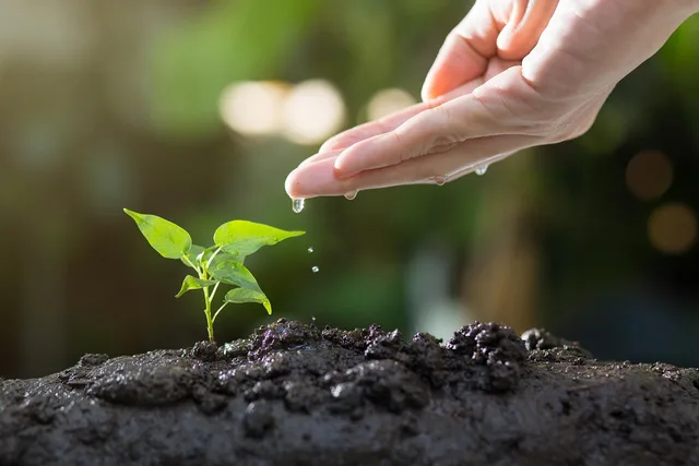 soil, plants, grow, agriculture, green, life, seed, tree, seeding, leaves, sprout, garden, environmental, ecology, growth, planting, spring, gardening, nature, soil, sprout, ecology, growth, growth, planting, planting, gardening, gardening, gardening, gardening, gardening. Finansieringsmuligheder for vækst i danske SMV'er